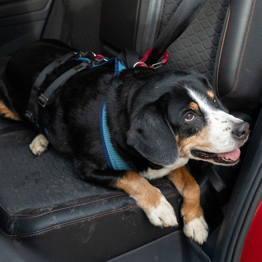 Dog harness Dog`s Fun Run car safety harness Travel Xtreme, with carabiner set, with dog in the car.
