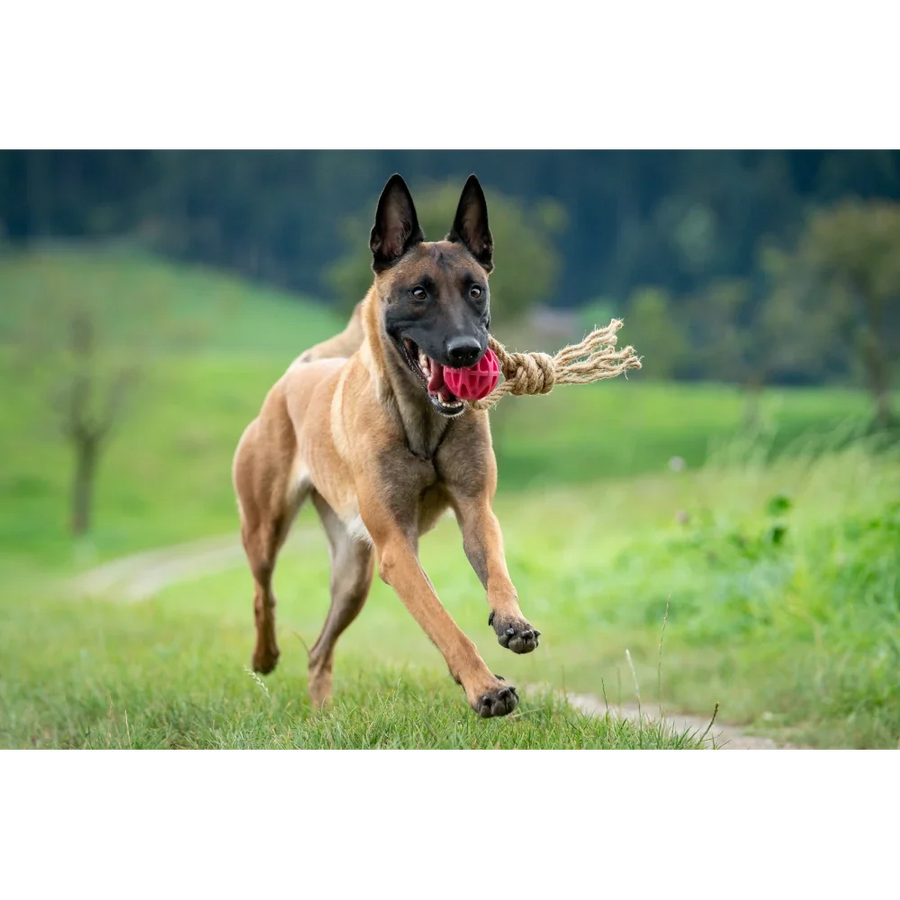 Giocattoli per cani in fibra di canapa