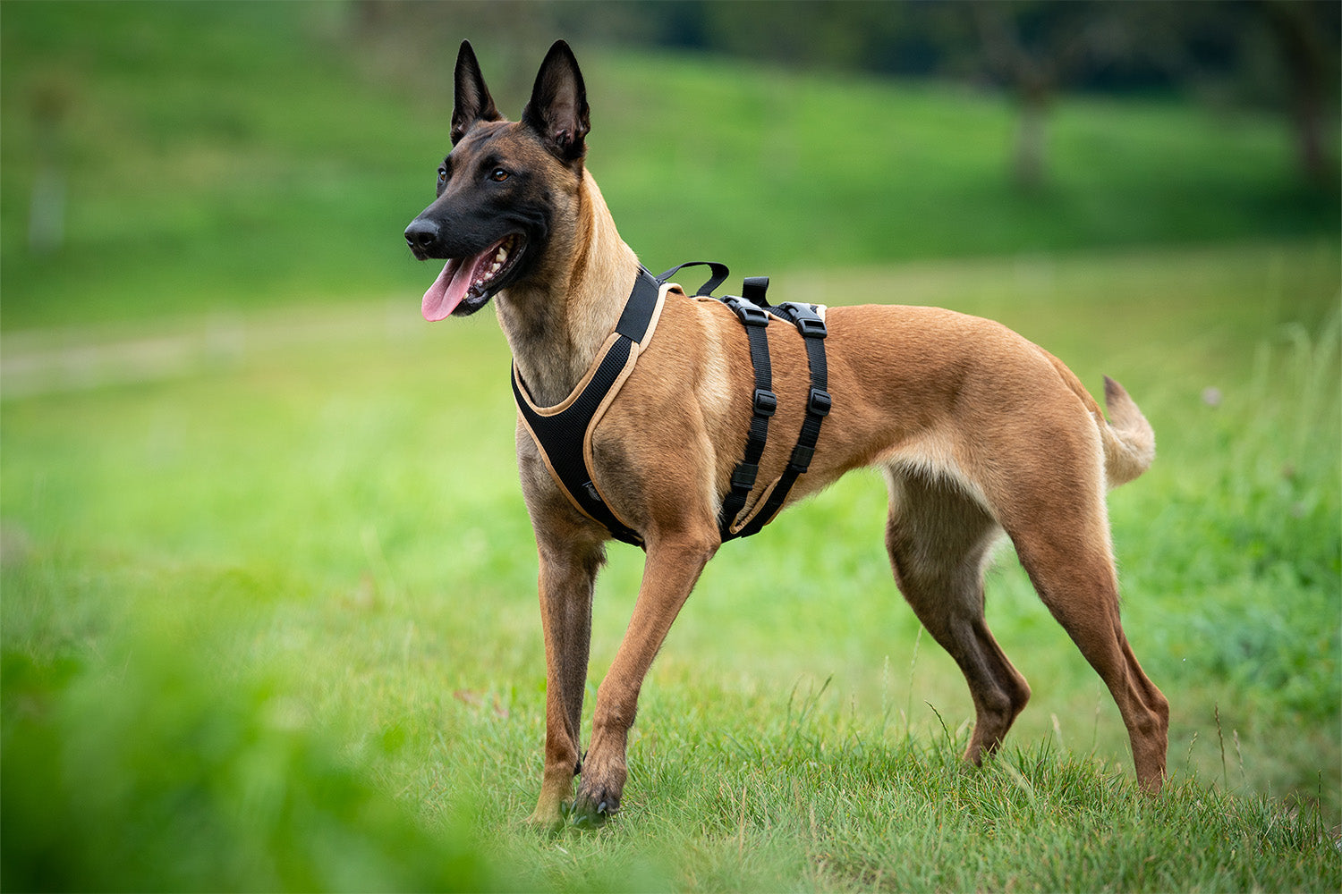 Hundegeschirre