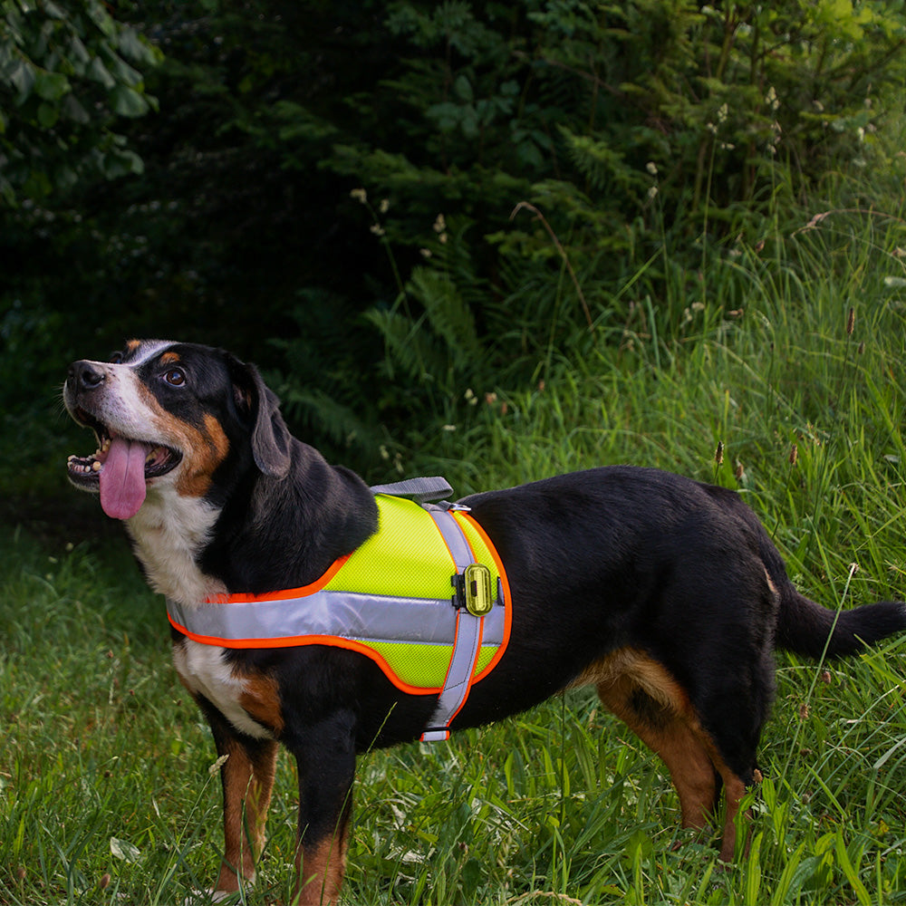 Hundeleuchtdecke Balou Profi mit LED