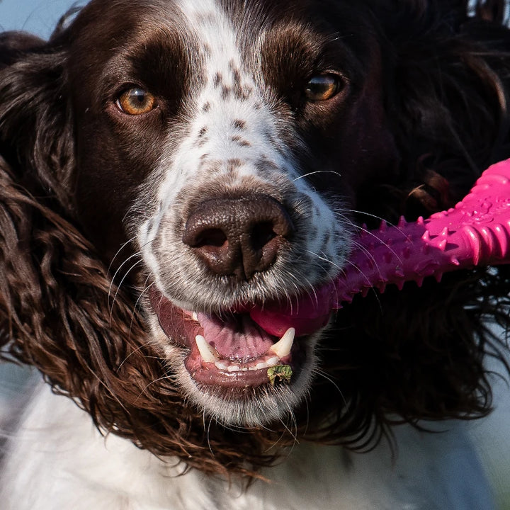 Baxter Bone