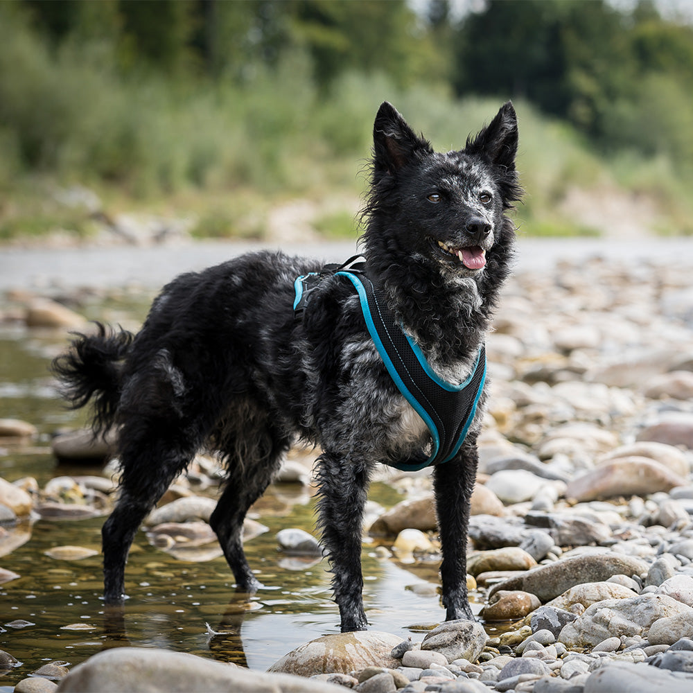 Dog`s Fun Run Hundegeschirr Standard, schwarz-türkis. hergestellt in der Schweiz