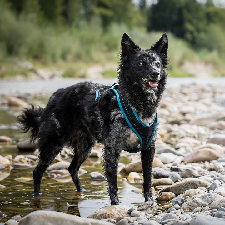Dog`s Fun Run Hundegeschirr Standard, schwarz-türkis. hergestellt in der Schweiz