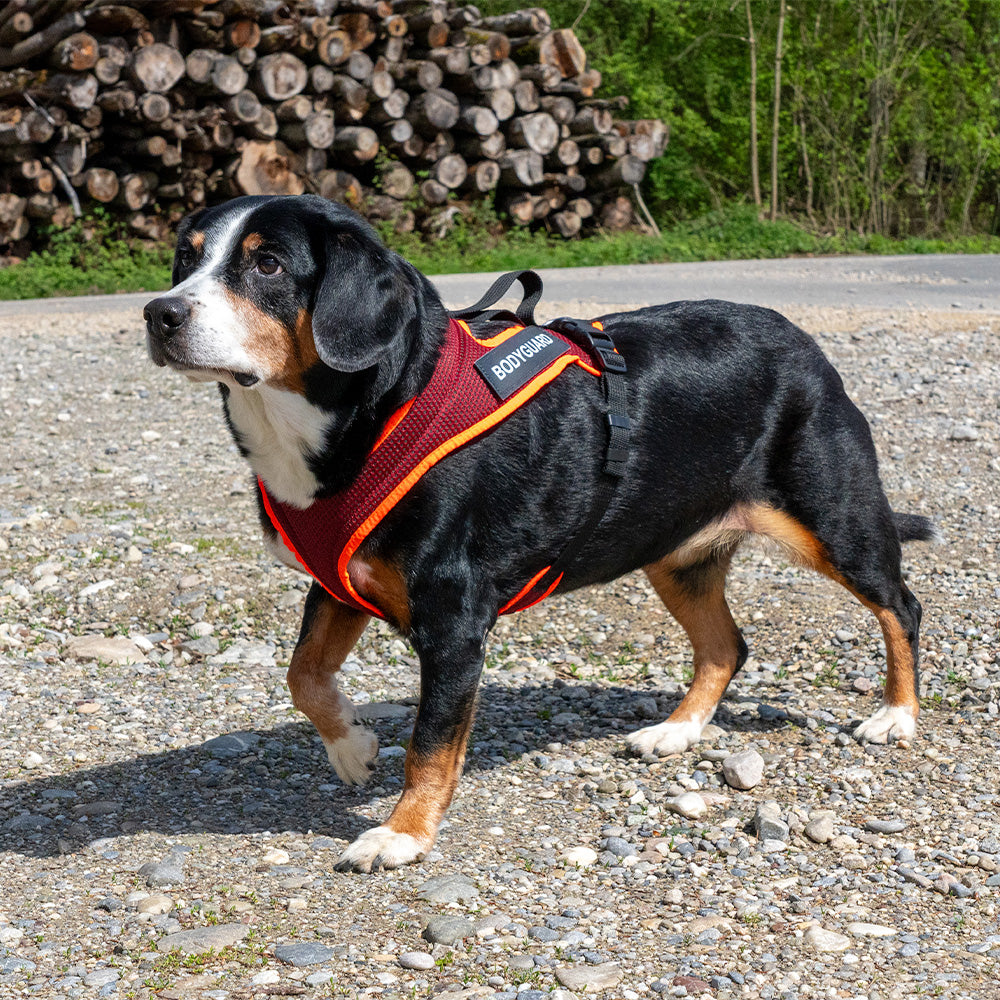Hund mit Hundegeschirr Dog`s Fun Run Batch weinrot, mit leuchtoranger Einfassung und Klettfelder für Patches.