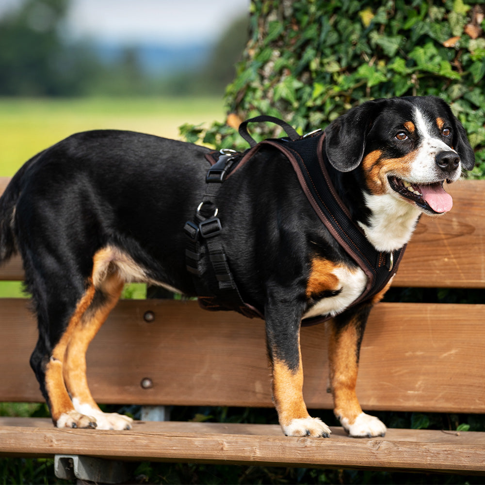 Entlebucher Sennenhund mit Hundegeschirr Ausbildungsgeschirr Dog`s Fun Run PROGuide, schwarz mit dunkelbrauner Einfassung steht auf einer Bank.