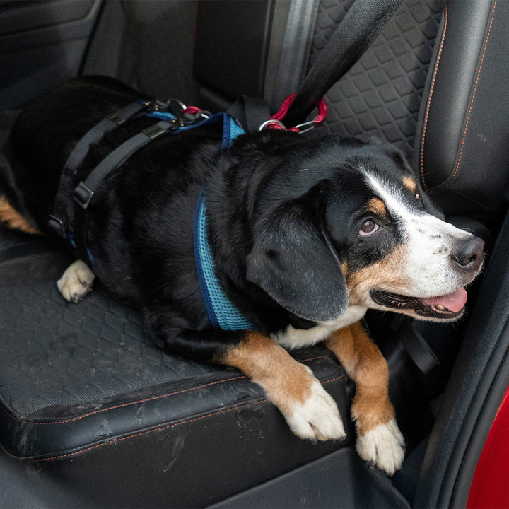 Hundegeschirr Dog`s Fun Run Autosicherheitsgeschirr Travel Xtreme, mit Karabinerset, mit Hund im Auto.