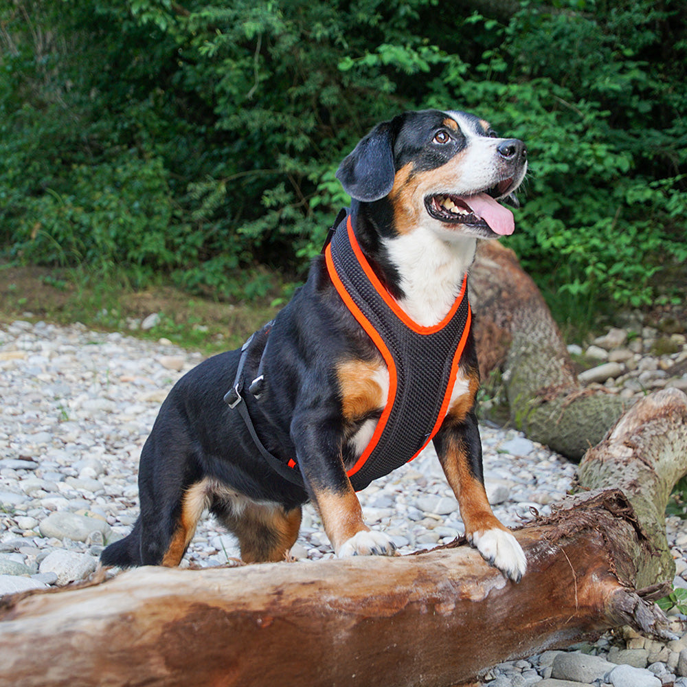 Hundegeschirr Dog`s Fun Run Autosicherheitsgeschirr Travel Xtreme, schwarz-leuchtorange mit Hund auf einem Baumstamm.
