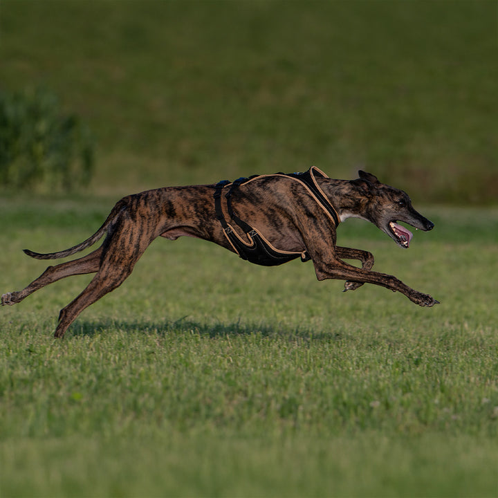 Dog`s Fun Run Hundegeschirr mit optimierter Passform für Windhunde. schwarz mit beiger Einfassung. Mit rennendem Windhund.