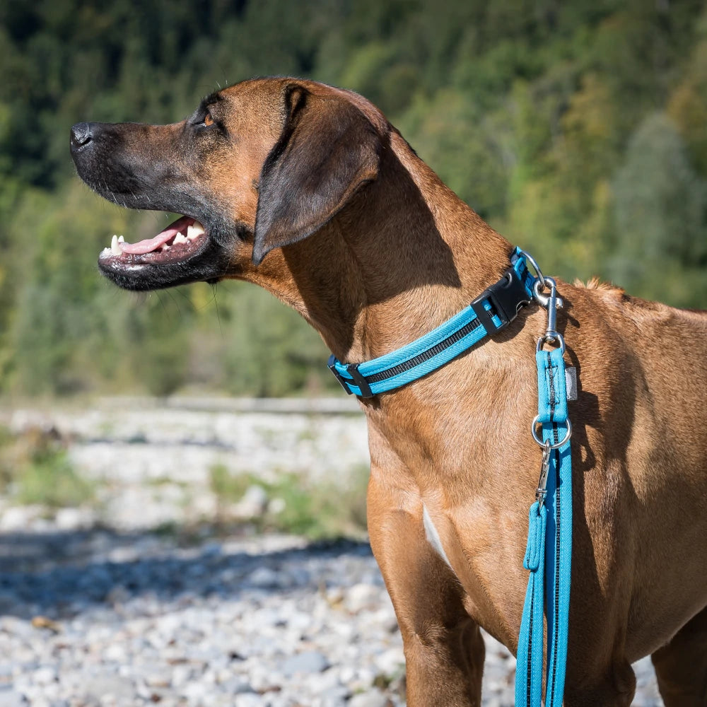 Halsband eingefasst direkt