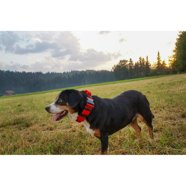 Hetz-Halsband mit Griff