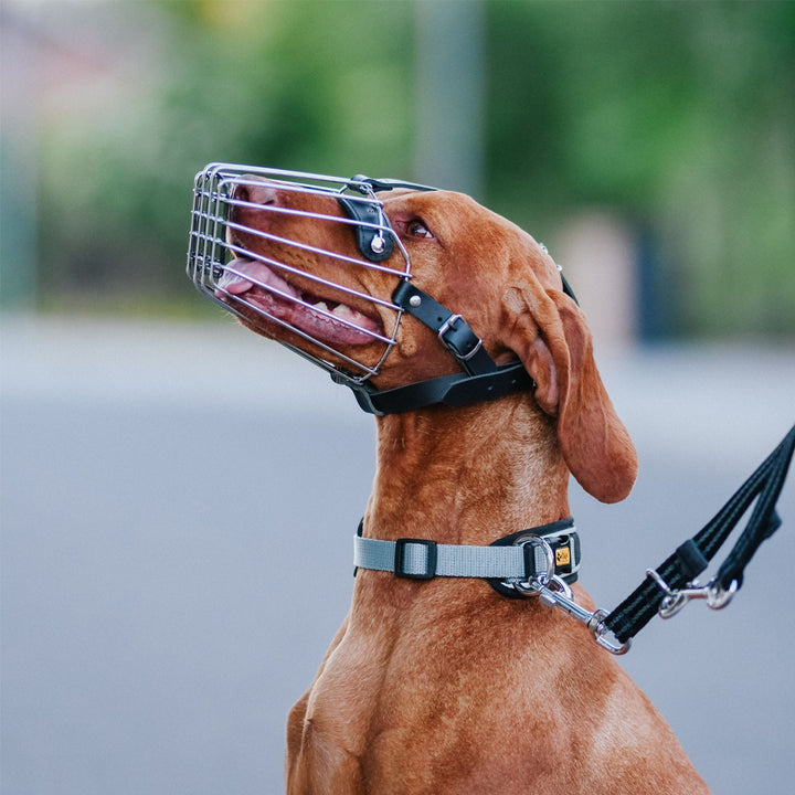 Maulkorb Metall - Dingo