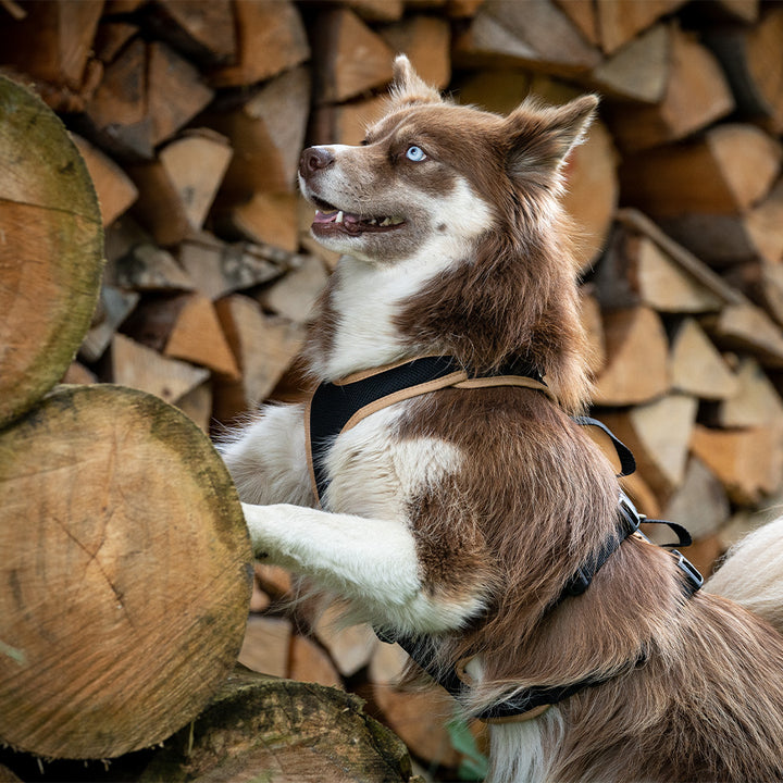 Hundegeschirr Vary Support