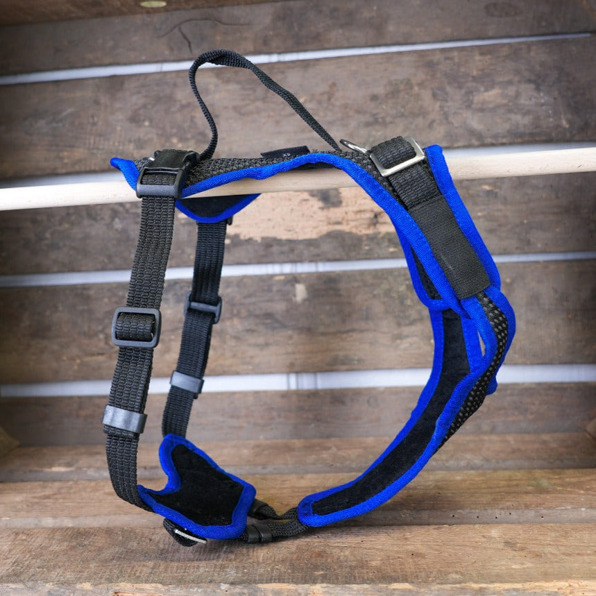 Hundegeschirr Vary Sonderfarben, schwar-royalblau, Outlet, Sale