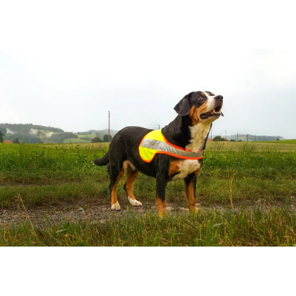 Hundeleuchtdecke Balou Easy