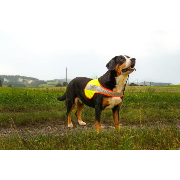 Hundeleuchtdecke Balou Easy