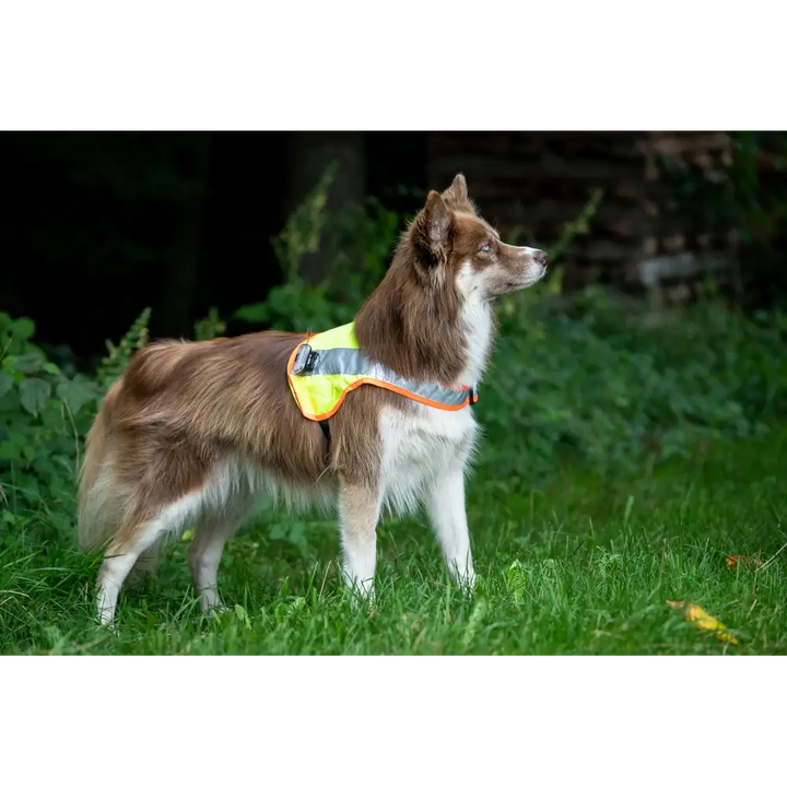 Hundeleuchtdecke Balou LED