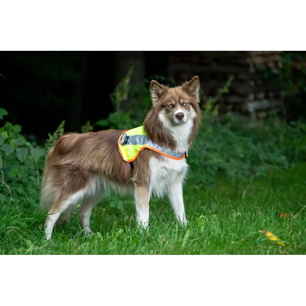 Hundeleuchtdecke Balou LED