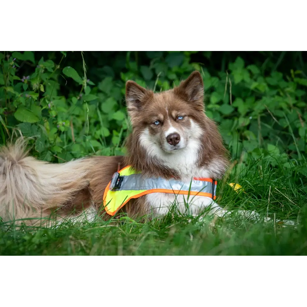 Hundeleuchtdecke Balou LED