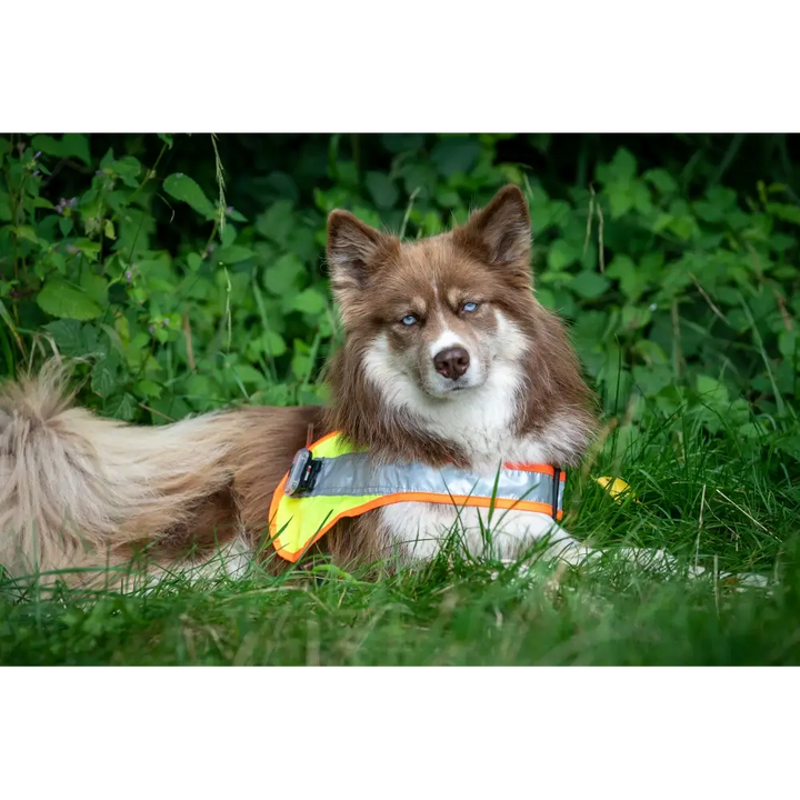 Hundeleuchtdecke Balou LED