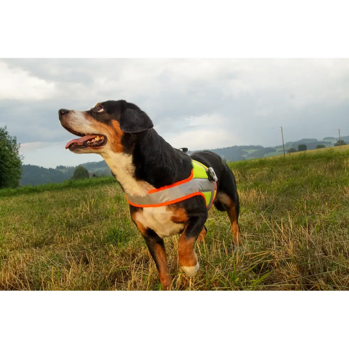 Hundeleuchtdecke Balou Profi mit LED