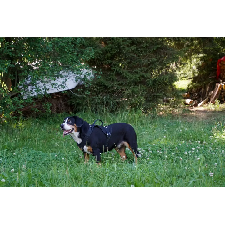 Hetzgeschirr Guard