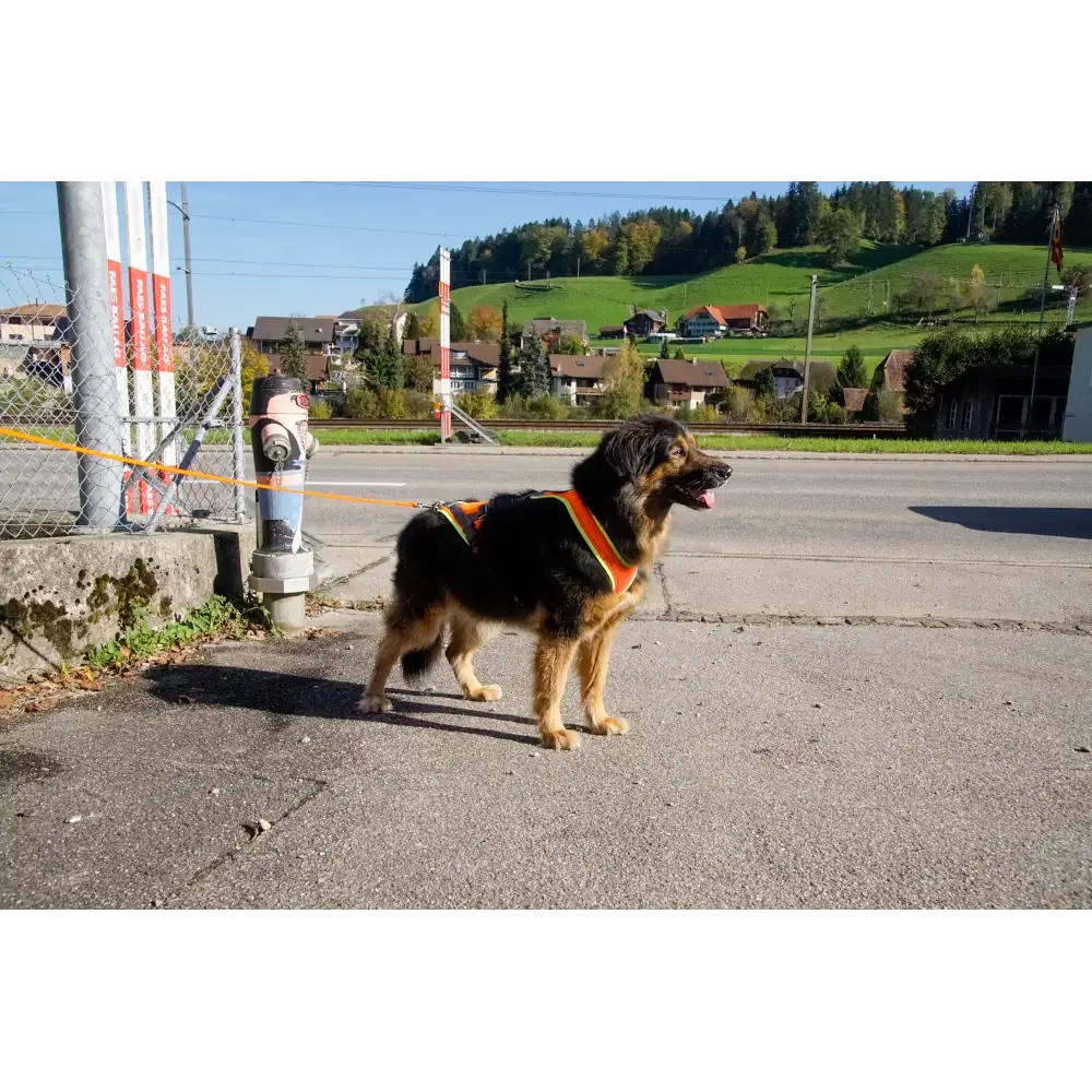 Mantrailing-Geschirr V Standard