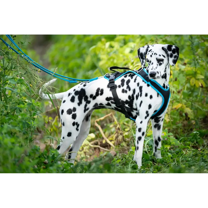 Hundegeschirr Vary