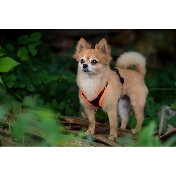 Hundegeschirr Vary