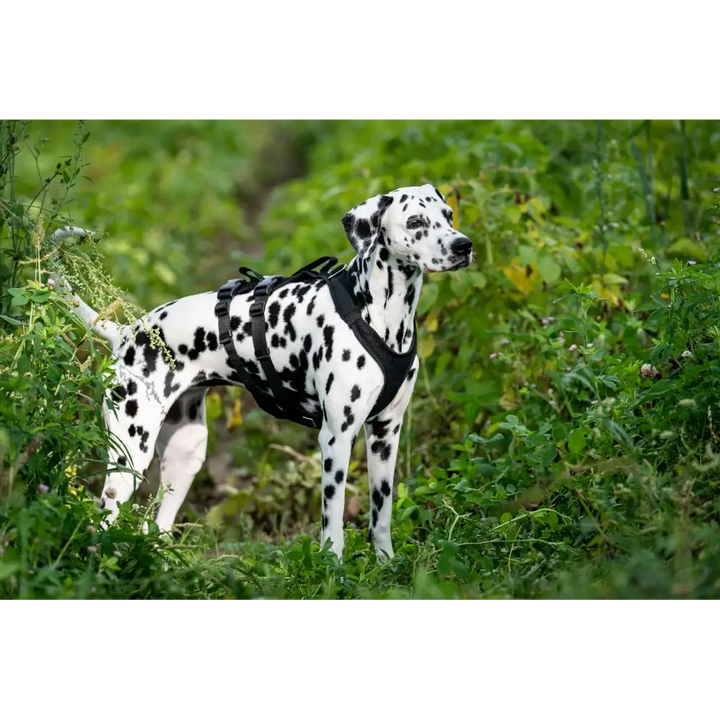 Hundegeschirr Vary Support