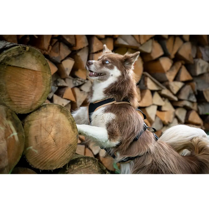 Hundegeschirr Vary Support