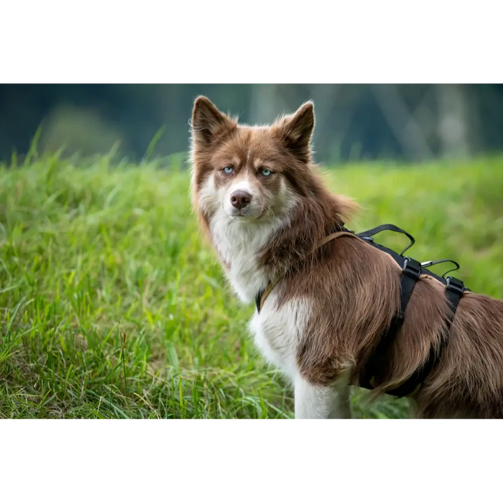 Hundegeschirr Vary Support