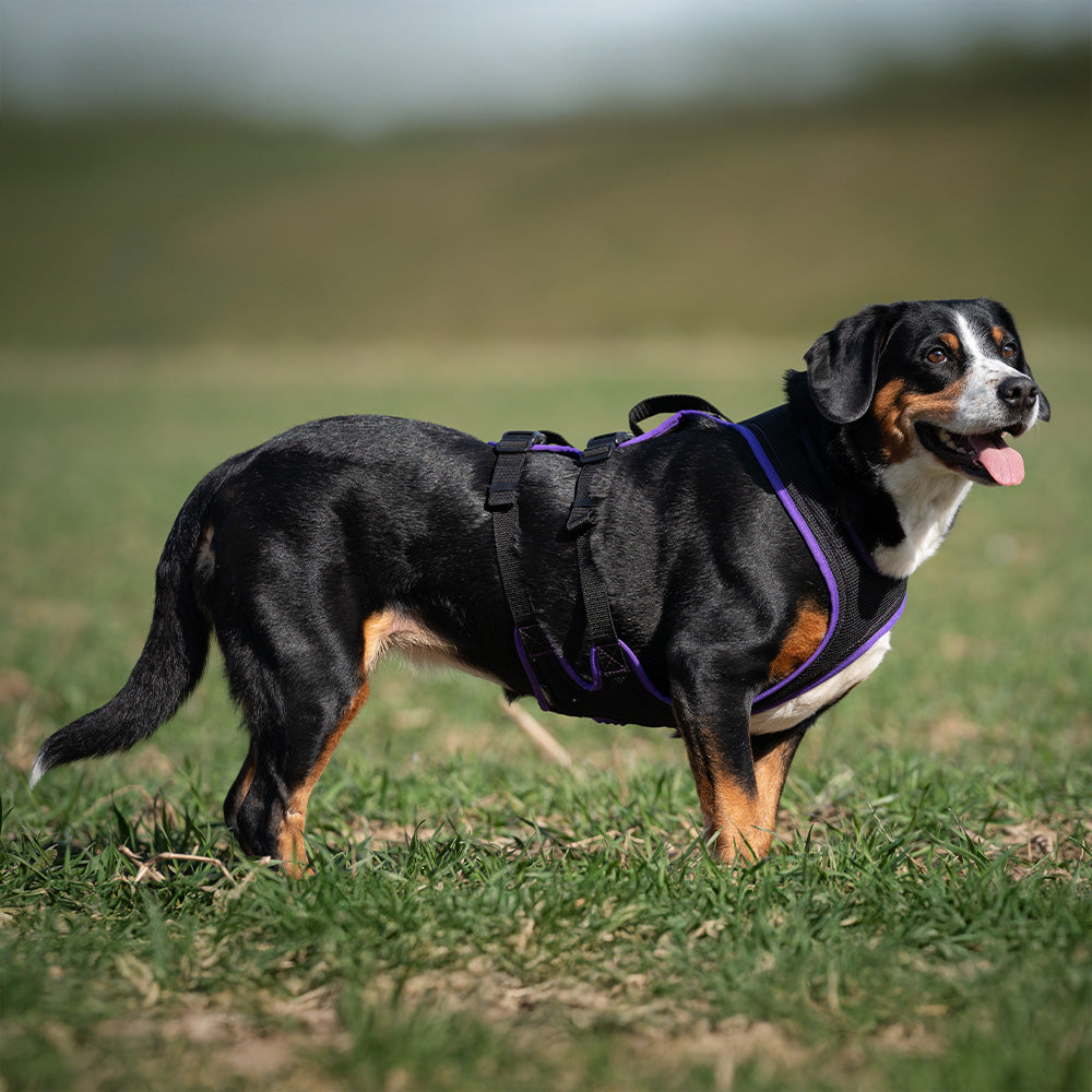 Dog's Fun Run Support Einstellung und Anwendung.