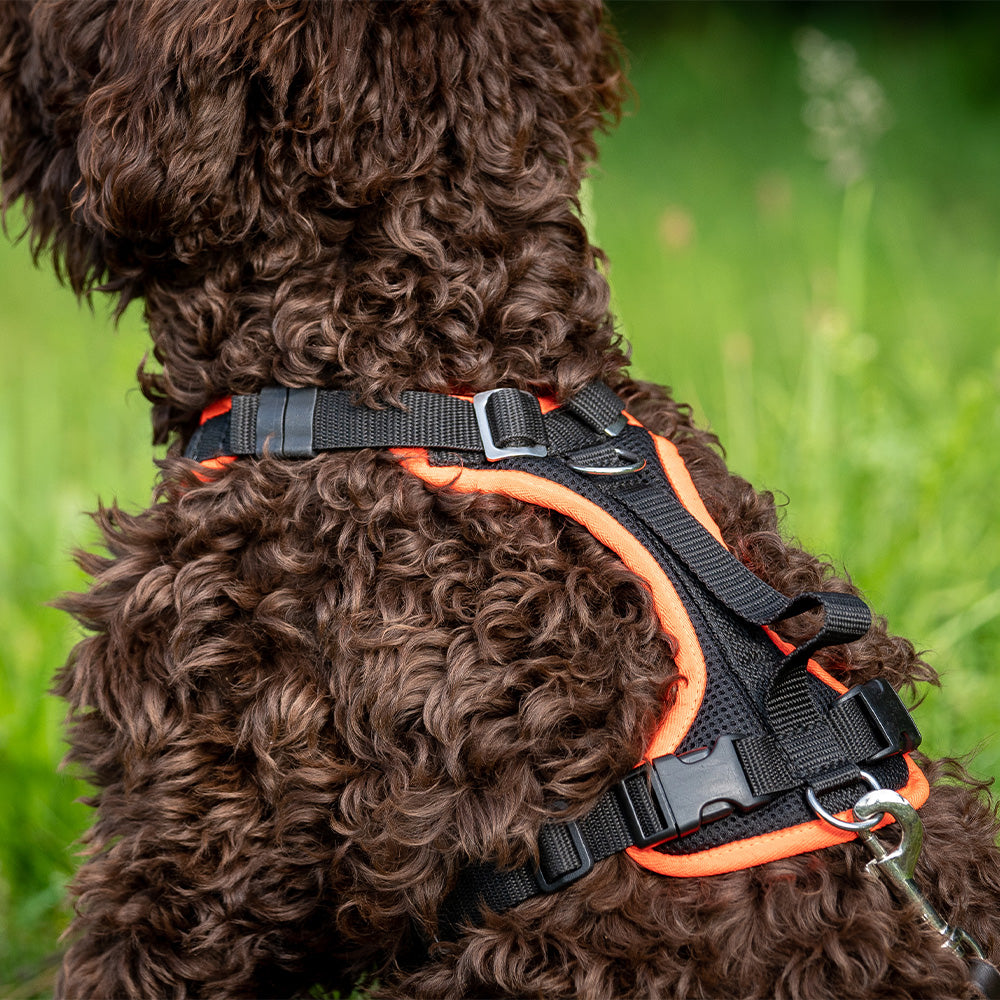 Hundegeschirr Popp-It Einstellung und Anwendung