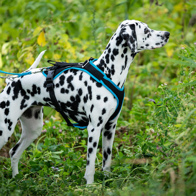 Hundegeschirr Vary Einstellung und Anwendung