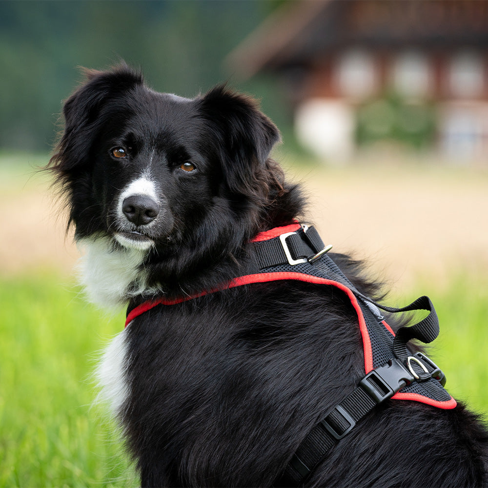 Grundeinstellungen Hundegeschirre