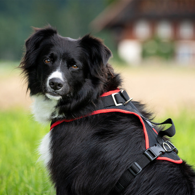 Grundeinstellungen Hundegeschirre