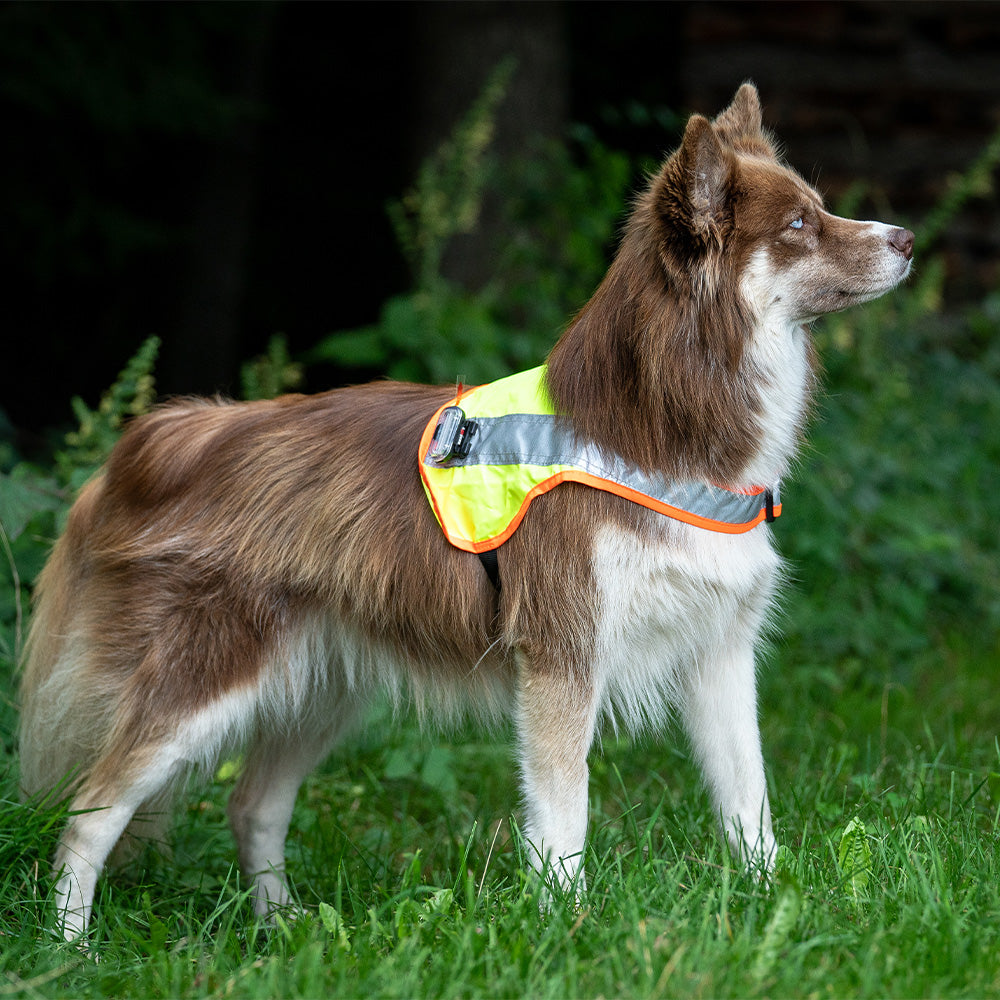Reflektierende & leuchtende Hundegeschirre