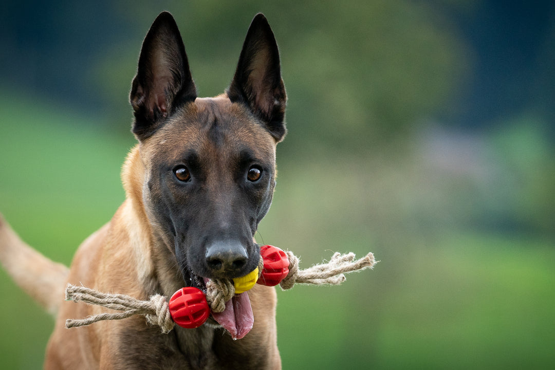 G-Rope Hundespielzeug