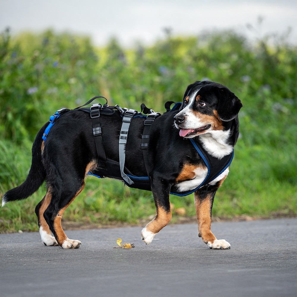 Dog harness Dog`s Fun Run Support XLong, for older and frail dogs and after operations. in nature.