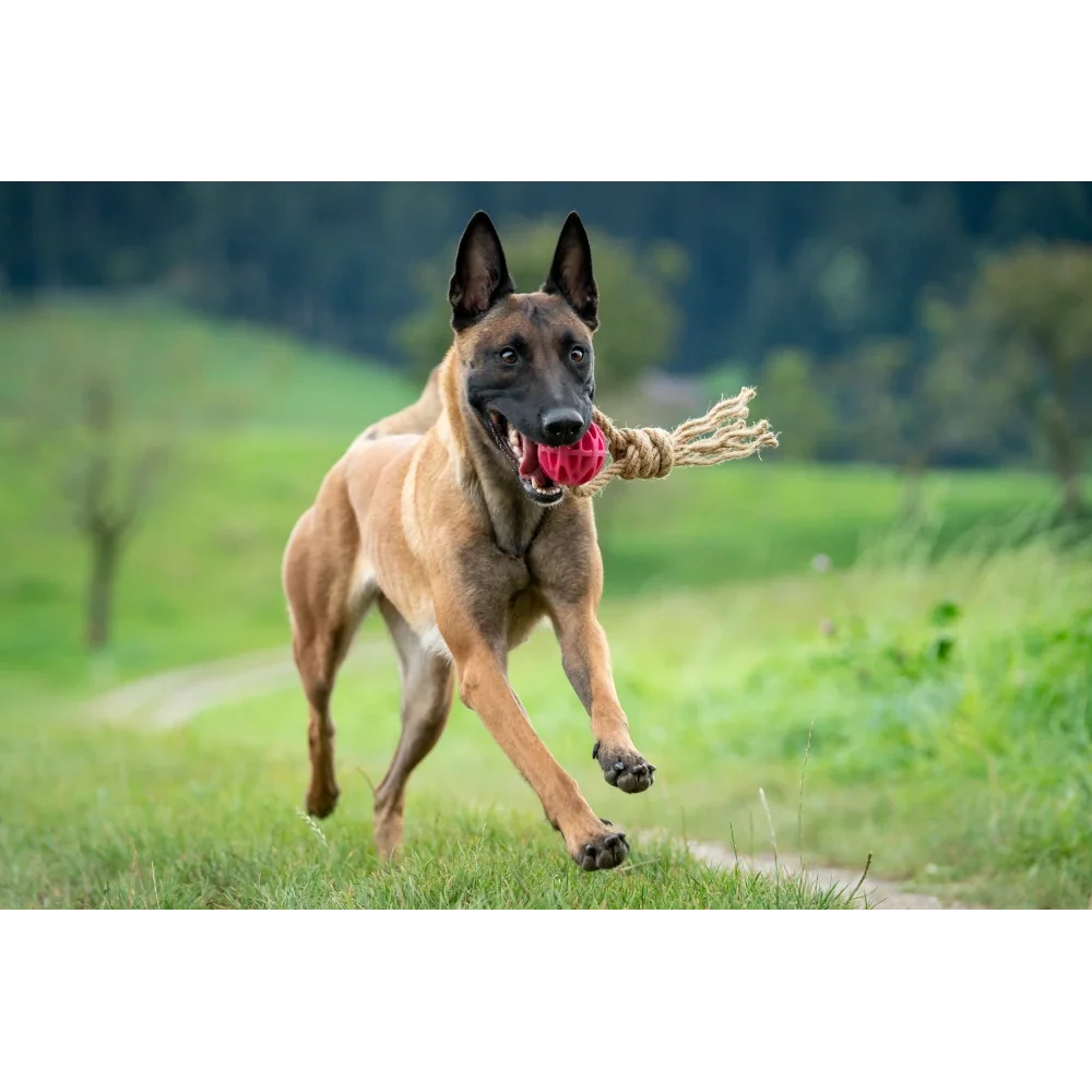 Hundespielzeug aus Hanffaser