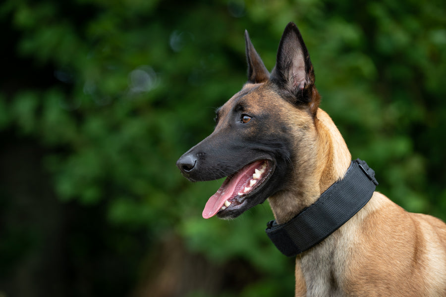 Collars