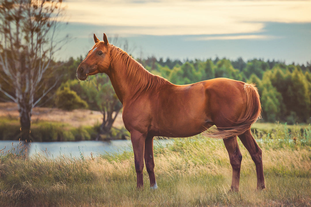 Horsemanship