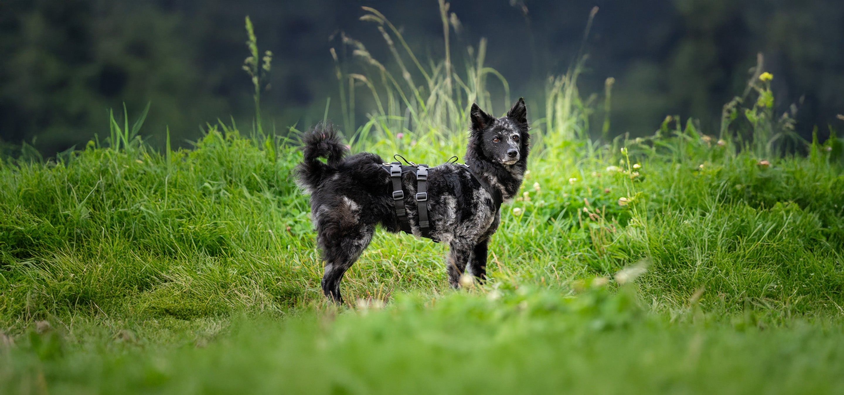 For Dogs