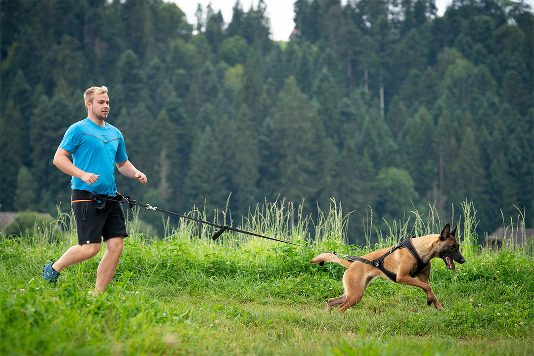 Hundetraining