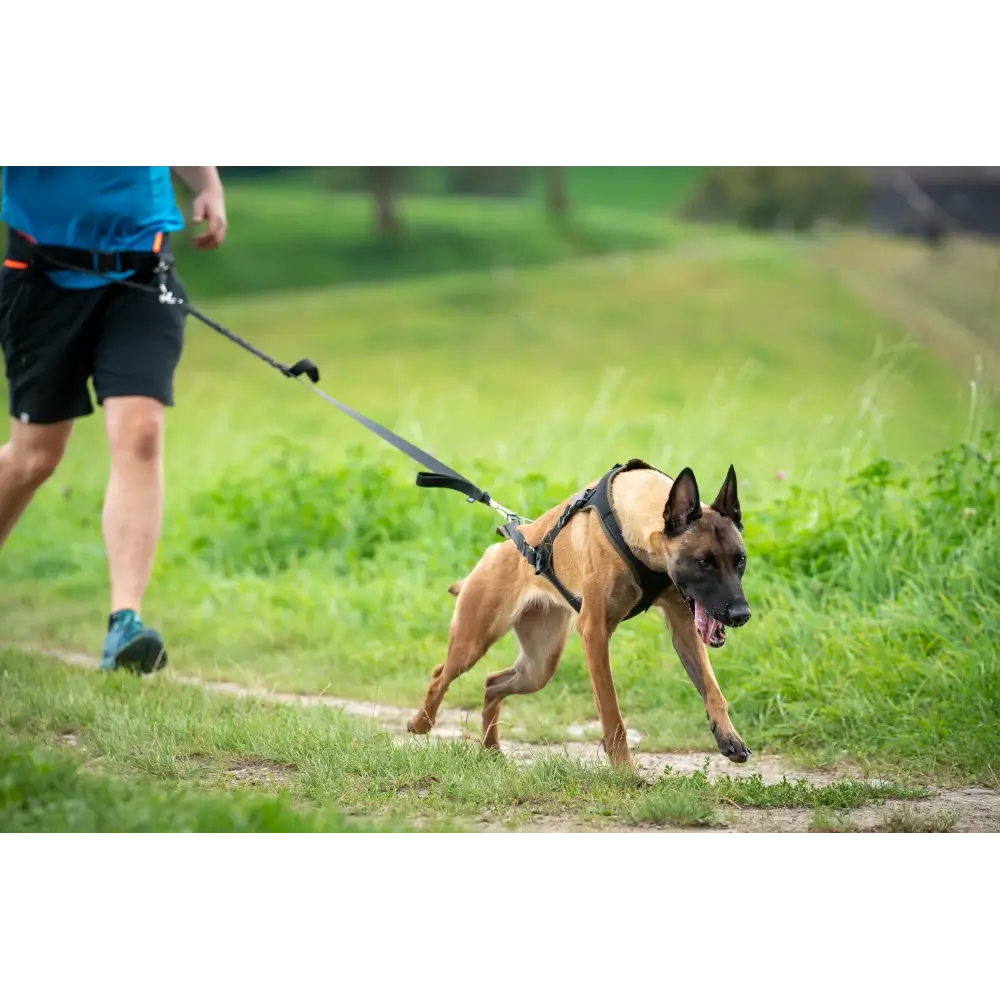 Hundesport Ausrüstung & Zubehör