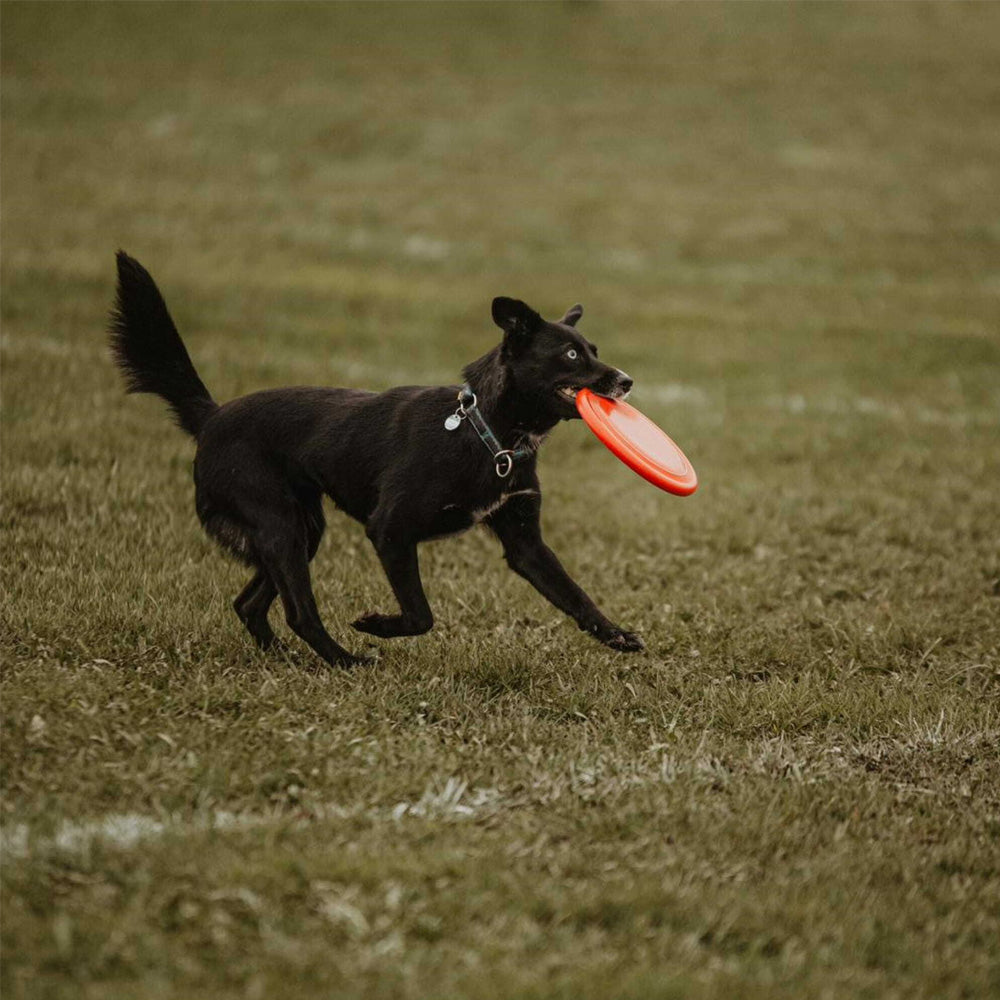 Flying Disc hart