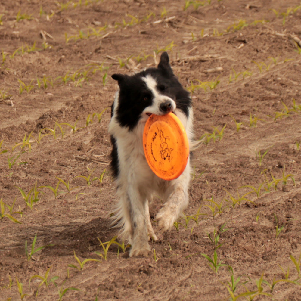 Flying Disc hart