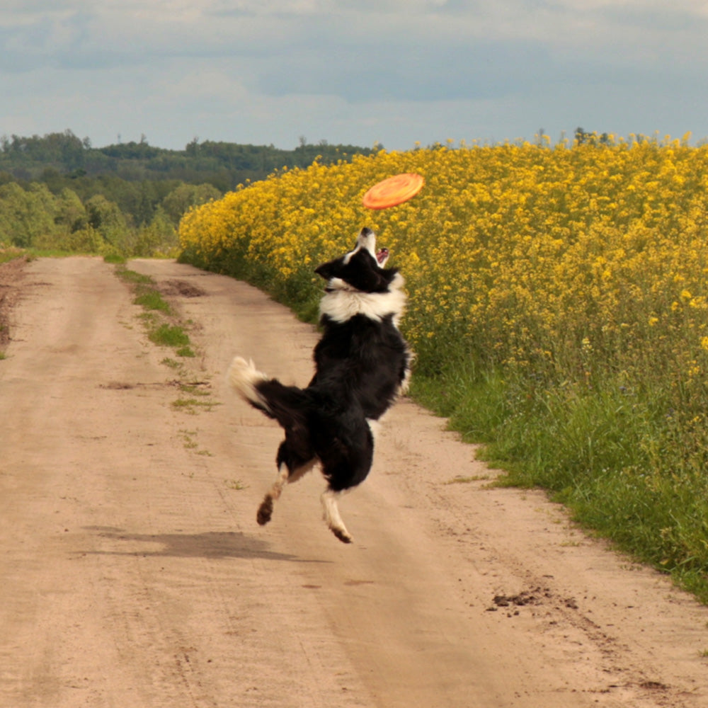 Flying Disc hart