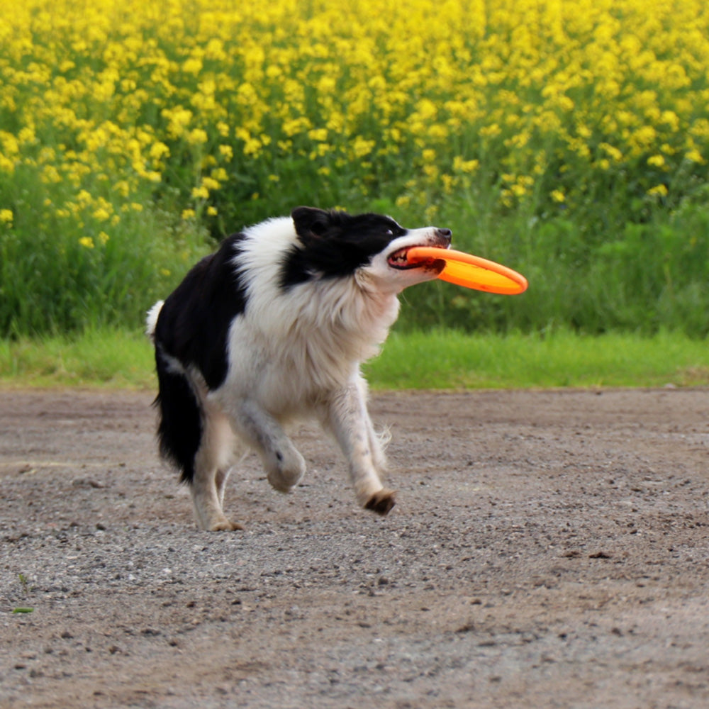 Flying Disc hart