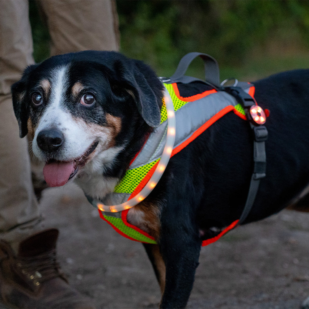 BEATLEDZ NG-3 Leuchthalsring für Hunde
